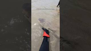 Another failed shark rescue [upl. by Assyram]