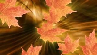 ФУТАЖ Кленовые листья  FOOTAGE Maple leaves [upl. by Lyrej]