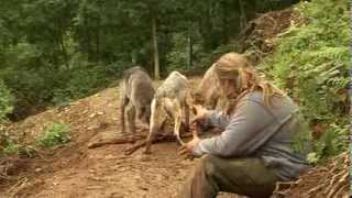 Shaun Ellis Working with Wolves part 2 [upl. by Walworth641]