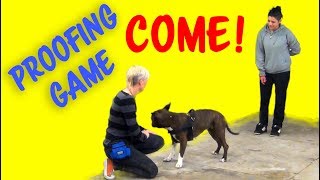 COME  Recall Proofing Game from my seminar in Venice Italy  Dog Training by Kikopup [upl. by Wolram]