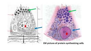 PRACTICAL HISTOLOGY 8 Epithelial cells [upl. by Nakada112]