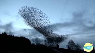 amazing Starling Murmuration starling bird videos 2017 [upl. by Akima]