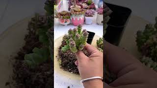 Plant repotting succulents shortvideo succulentlife indoorgardening garden houseplants nature [upl. by Neiluj]