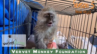 Two seriously injured monkeys need our help [upl. by Ordisi]