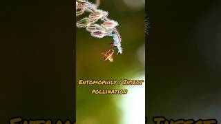 Insect pollinationNatures Beauty viral trending shortfeed youtubeshorts amazingfacts biology [upl. by Azeria]