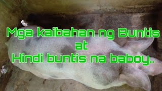 Mga Makikita natin sa Ating inahin 80 to 90 days baboy [upl. by Gayleen]