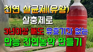 천연 살균제유황살충제 한번 만들면 3년이상 두고두고 쓸수있다 천연농약으로 고추키우는 농장 [upl. by Liesa432]