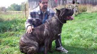 Cane Corso Female 143 lbs [upl. by Morgen607]