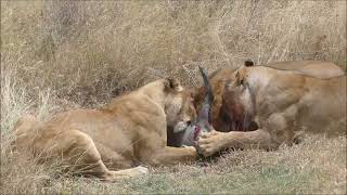 Graphic Video Warning  African Lions consume live warthog followed by buffalo carcass 4K [upl. by Sheryl102]