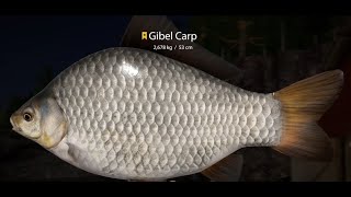 Russian Fishing 4  Ladoga Lake 6x Trophy Gibel Carp spot 4370 [upl. by Burnside41]