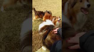 Sheltie fun chasing ball and barking in the park clip [upl. by Lyret]