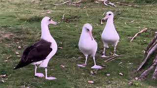 Laysan Albatroses [upl. by Ecirrehs]