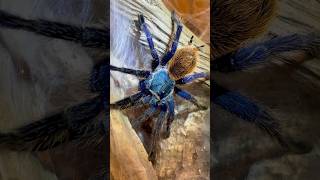 Greenbottle Blue TarantulaCcyaneopubescens tarantulasoftheworld spider shorts [upl. by Enitsugua]