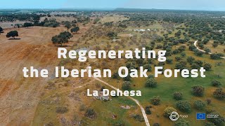 Regenerating the Iberian Oak Forests [upl. by Sirk402]