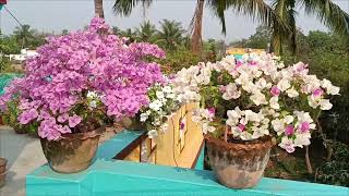 bougainvillea view in spring season with cuckoo sound flowers [upl. by Silda416]