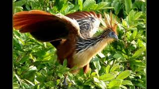 Hoatzin sounds [upl. by Tam274]