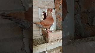 Brown king  king Kabootar  large kabootar  big kabootar foryou pigeon viralshort [upl. by Fihsak]