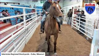 Interstate Regional Stockyards  Cuba Missouri [upl. by Nuajed]