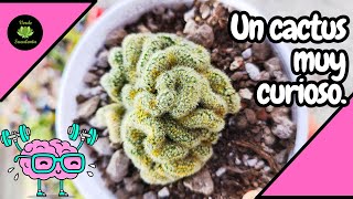 Cómo mantener sano y creciendo a tu cactus quotcerebroquot [upl. by Anidualc]