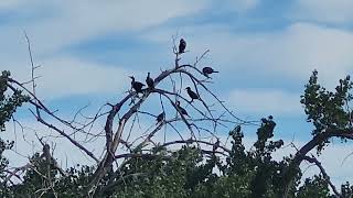 Doublecrested cormorants [upl. by Aidua617]