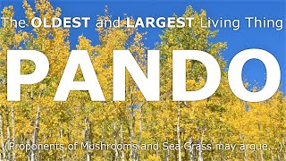 The Largest and Oldest Living Thing in the World PANDO the Quaking Aspen [upl. by Riki569]