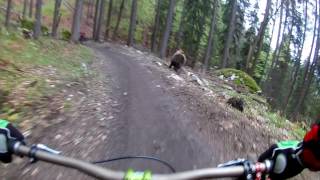 Bear on the Bikepark  SLOW MOTION  Malino Brdo SLOVAKIA [upl. by Suhail]