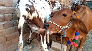 gir cow calf drinking milk why🙂  cow milk feeding videos  Nikka Haji [upl. by Zimmer]