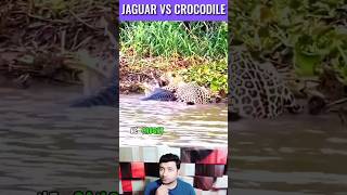 Jaguar Attacks Caiman Crocodile  Jaguar vs Crocodile  Shorts Video [upl. by Voltmer]