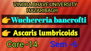 Wuchereria bancroftiAscaris lumbricoidsBSc 3rd yearwith proper notes [upl. by Aratak]