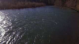 Cowlitz river Blue creek winter Steelhead [upl. by Eugor535]