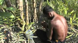 Struggling to Survive the Sundarbans [upl. by Nyhagen]