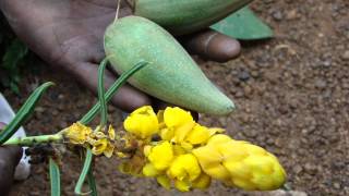 Herbal Prophylactics for Cheloid Pankaj Oudhias Medicinal Plant Database [upl. by Elmo]