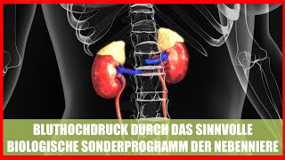 Was hat es mit BLUTHOCHDRUCK auf sich Das sinnvolle biologische Sonderprogramm der NEBENNIERE [upl. by Alexandria955]