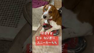 👟👟うめスニーカー愛好犬🐶本格的解体作業中 [upl. by Ahsein986]