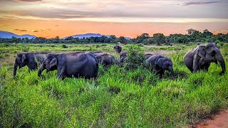 Wild Elephant Watching Wasgamuwa National Park Sri Lanka  Contact  0719696699 visitsrilanka [upl. by Ahsenaj332]