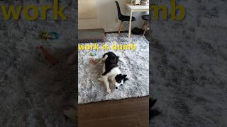 interpreting my puppys complaining bordercollie puppies dogtube funnydogs shorts [upl. by Nura]