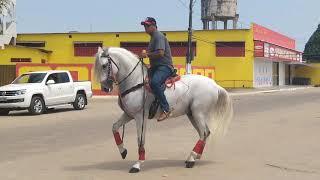 Um dos cavalos da Cavalgada Nova Esperança [upl. by Aurelie155]