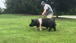 Shipley Swine Genetics Hampshire Boar Coal Miner 611 [upl. by Nonnahsed]