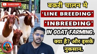 INBREEDING amp LINEBREEDING EXPLAINED  बकरी पालन में इन ब्रीडिंग लाईन ब्रीडिंग क्या होता हे [upl. by Oinotnanauj566]