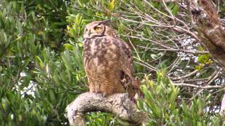 Tucuquere Bubo magellanicus [upl. by Nelaf184]