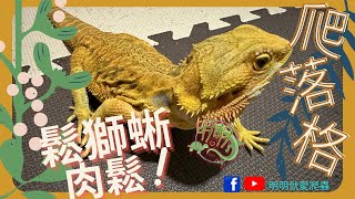 鬆獅蜥養起來，很呆萌喔｜爬落格明明就愛爬蟲鬆獅蜥 [upl. by Noreh45]