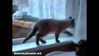 videos chistosos de animales [upl. by Maible]