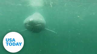 Shark week Toothless basking shark follows cameraman  USA TODAY [upl. by Roxy]