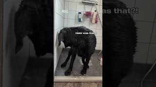 My labradors FIRST ever fart labrador cutedog [upl. by Leinadnhoj]