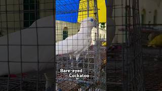 Bare Eyed Cockatoo 🤍  shorts short trending viralvideo birds cockatoo [upl. by Frodina]