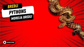 SPOTLIGHT ON BREDLI PYTHONS invesrep reptiles snakes bredlipythons [upl. by Assiron475]