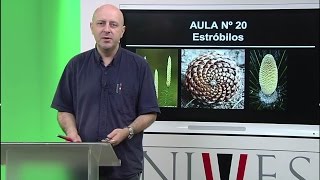 Morfologia Vegetal  Aula 20  Estróbilos [upl. by Selrhc]