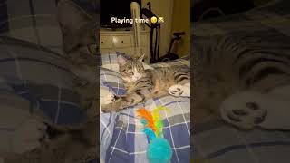 fypyoutube foryou funny cutecats catlover [upl. by Buller]