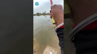 Best Carp Bait Choices A Beginners Guide fishing fishingvideo hookfishing reels shorts [upl. by Haven]