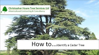 How to identify a Cedar Tree [upl. by Bullen789]